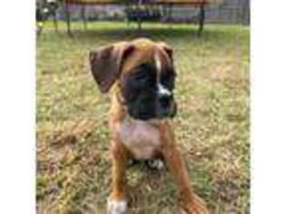 Boxer Puppy for sale in Brockton, MA, USA