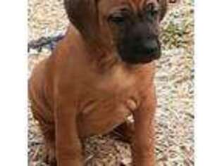 Rhodesian Ridgeback Puppy for sale in Rhome, TX, USA