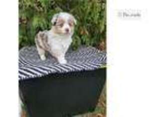 Miniature Australian Shepherd Puppy for sale in South Bend, IN, USA