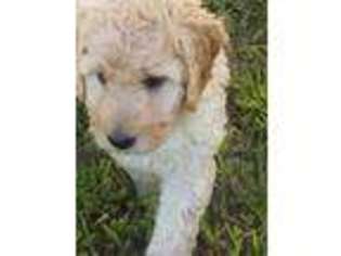 Goldendoodle Puppy for sale in Auburn, ME, USA