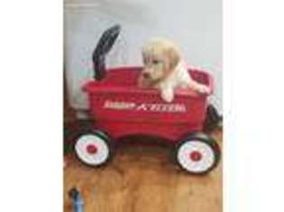 Golden Retriever Puppy for sale in Millington, IL, USA