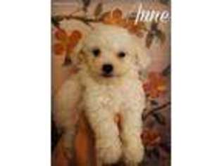Bichon Frise Puppy for sale in Brownsville, OR, USA