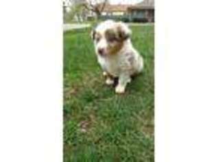 Miniature Australian Shepherd Puppy for sale in Columbus, IN, USA