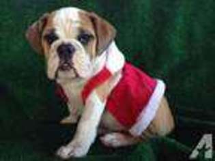 Bulldog Puppy for sale in MORGAN HILL, CA, USA