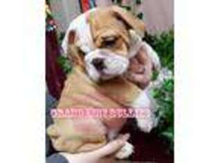 Bulldog Puppy for sale in Johnstown, PA, USA