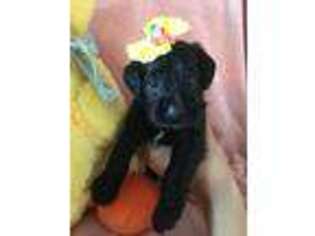 Schnoodle (Standard) Puppy for sale in Fort Myers, FL, USA