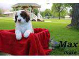 Mutt Puppy for sale in Richmond, UT, USA