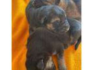 German Shepherd Dog Puppy for sale in Lyndonville, VT, USA