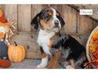 Beabull Puppy for sale in Battle Creek, MI, USA