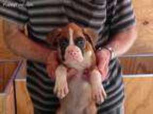 Boxer Puppy for sale in Jordan, MN, USA