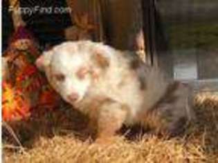 Miniature Australian Shepherd Puppy for sale in Gulf Breeze, FL, USA
