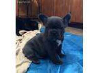 French Bulldog Puppy for sale in Licking, MO, USA