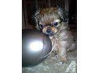Buggs Puppy for sale in RIVERSIDE, CA, USA