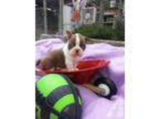 Boston Terrier Puppy for sale in LONG BEACH, CA, USA