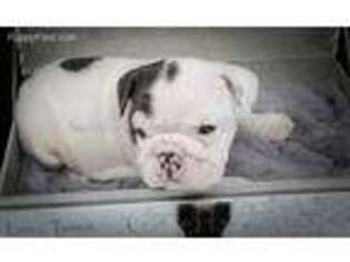 Bulldog Puppy for sale in Cary, NC, USA