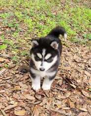 Siberian Husky Puppy for sale in Lakeland, FL, USA