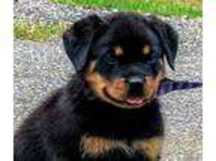 Rottweiler Puppy for sale in Harrah, OK, USA