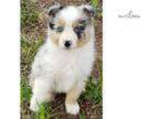 Australian Shepherd Puppy for sale in Kansas City, MO, USA