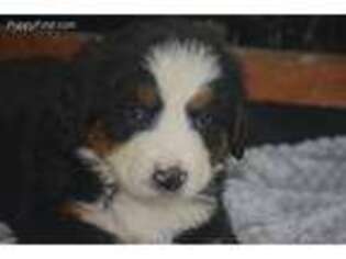 Bernese Mountain Dog Puppy for sale in Rock Stream, NY, USA