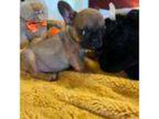 French Bulldog Puppy for sale in Perkins, OK, USA