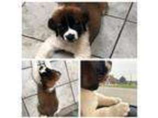 Saint Bernard Puppy for sale in East Bernard, TX, USA