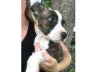 American Staffordshire Terrier Puppy for sale in Houston, TX, USA