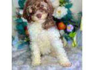 Mutt Puppy for sale in Wisconsin Rapids, WI, USA
