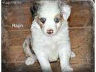 Miniature Australian Shepherd Puppy for sale in Midland, TX, USA
