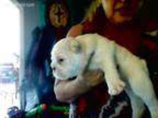 Bulldog Puppy for sale in Meridian, MS, USA