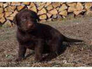 Labrador Retriever Puppy for sale in Drury, MO, USA
