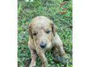 Goldendoodle Puppy for sale in Lancaster, SC, USA