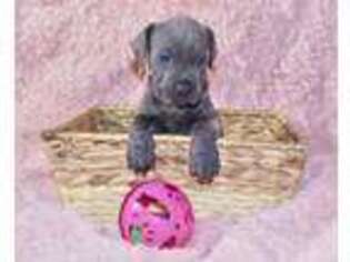 Cane Corso Puppy for sale in Peoria, IL, USA