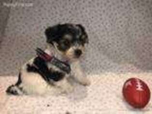 Bichon Frise Puppy for sale in Yonkers, NY, USA