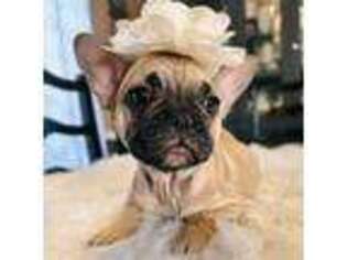 French Bulldog Puppy for sale in Sandy, OR, USA