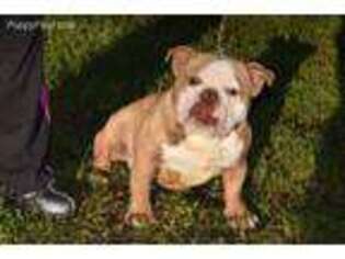Bulldog Puppy for sale in Athens, TX, USA