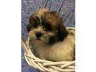 Mal-Shi Puppy for sale in Gurnee, IL, USA