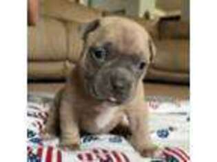 Mutt Puppy for sale in Dacula, GA, USA