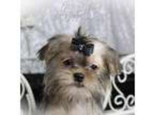Shorkie Tzu Puppy for sale in Baxter Springs, KS, USA