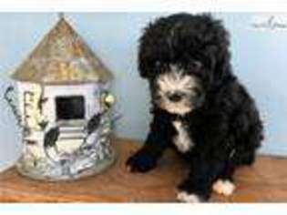 Mutt Puppy for sale in Ann Arbor, MI, USA