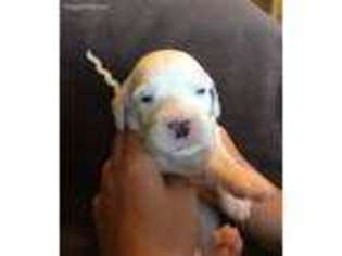 English Setter Puppy for sale in Valley Center, KS, USA