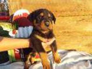 Rottweiler Puppy for sale in Exeter, MO, USA