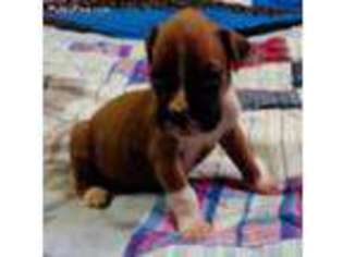 Boxer Puppy for sale in Vilonia, AR, USA