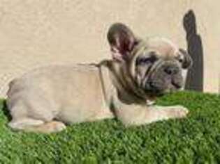 French Bulldog Puppy for sale in Wasco, CA, USA