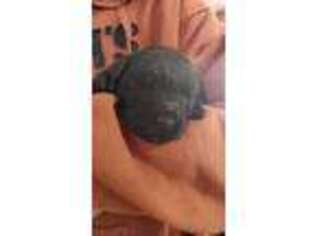 Black Russian Terrier Puppy for sale in Deer Park, WA, USA