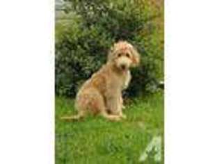 Goldendoodle Puppy for sale in HOODSPORT, WA, USA