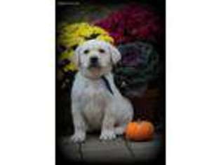 Labrador Retriever Puppy for sale in Granville, OH, USA