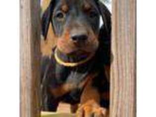 Doberman Pinscher Puppy for sale in Toney, AL, USA