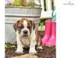 Beabull Puppy for sale in Lancaster, PA, USA