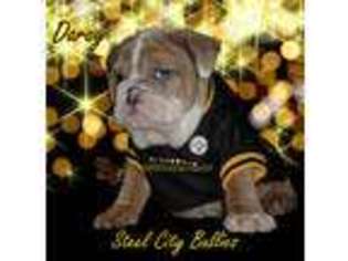 Bulldog Puppy for sale in Pittsburgh, PA, USA