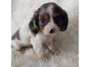 Cavalier King Charles Spaniel Puppy for sale in Telephone, TX, USA